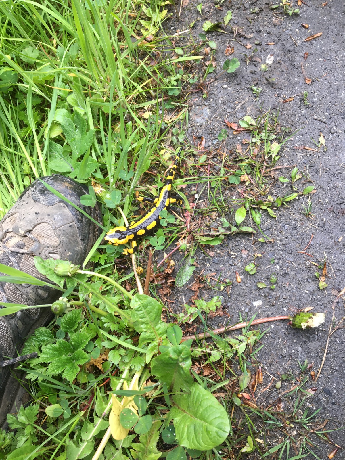 Ein Feuersalamander am Rand eines Waldwegs