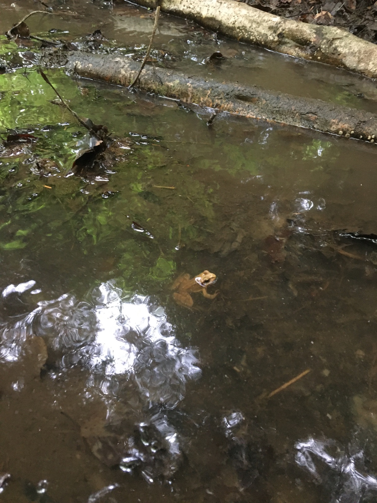 Ein kleiner Frosch sitzt im flachen Wasser eines Waldbachs